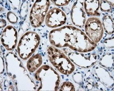 Immunohistochemistry: SIL1 Antibody (OTI3E3) - Azide and BSA Free [NBP2-74193] - Staining of paraffin-embedded Kidney tissue using anti-SIL1 mouse monoclonal antibody.