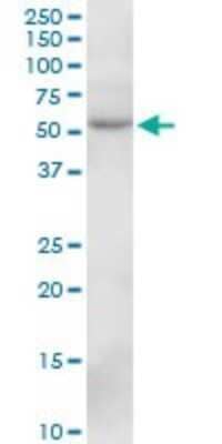 Western Blot: SIL1 Antibody [H00064374-B01P] - Analysis of SIL1 expression in HeLa.