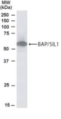 Western Blot: SIL1 Antibody [NB100-1304] - Analysis of SIL1 in Human Kidney lysate using NB100-1304 at 1 ug/ ml. Primary incubated for 1 hour. Detected by western blot using chemiluminescence.