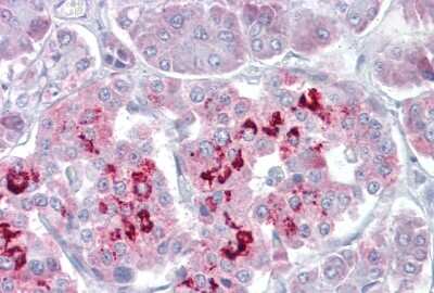 Immunohistochemistry: SIM1 Antibody [NBP2-84261] - Pancreas