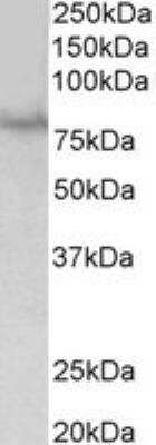 Western Blot: SIM1 Antibody [NBP1-97773] - NBP1-97773 (1ug/ml) staining of HEK293 lysate (35ug protein in RIPA buffer). Primary incubation was 1 hour. Detected by chemiluminescence.