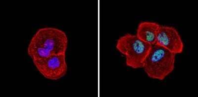 Immunocytochemistry/Immunofluorescence: SIN3A Antibody [NB600-1263] - Analysis of Sin3A (green) showing staining in the nucleus of A431 cells (right) compared to a negative control without primary antibody (left).