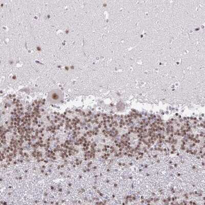 Immunohistochemistry-Paraffin: SIN3A Antibody [NBP2-38949] - Staining of human cerebellum shows moderate nuclear positivity in all layers.