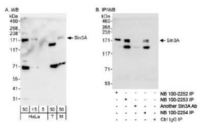 Immunoprecipitation: SIN3A Antibody [NB100-2253] - Detection of Human and Mouse Sin3A on HeLa whole cell lysate using NB100-2253. Sin3A was  also immunoprecipitated using rabbit anti-Sin3A antibodies NB100-2252, NB100-2254 and another Sin3A antibody.