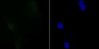 Immunocytochemistry/Immunofluorescence: SIN3A Antibody (JA94-31) [NBP2-67146] - Staining mSin3A in NIH-3T3 cells (green). The nuclear counter stain is DAPI (blue). Cells were fixed in paraformaldehyde, permeabilised with 0.25% Triton X100/PBS.