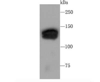 Western Blot: SIN3A Antibody (JA94-31) [NBP2-67146] - Analysis of mSin3A on 293T cell using anti-mSin3A antibody at 1/1,000 dilution.