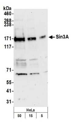 Western Blot: SIN3A Antibody [NB100-2253] - Detection of Human Sin3A by Western Blot. Samples: Whole cell lysate (5, 15 and 50 ug) from HeLa cells prepared using NETN lysis buffer. Antibody: Affinity purified rabbit anti-Sin3A antibody NB100-2253 used for WB at 0.1 ug/ml. Detection: Chemiluminescence with an exposure time of 30 seconds.