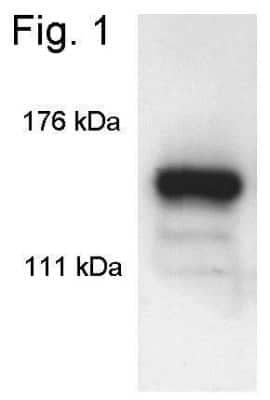 Western Blot: SIN3A Antibody [NB600-1263] - Analysis of K562 cell extract.