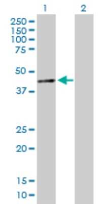 Western Blot: SIN3B Antibody [H00023309-B01P] - Analysis of SIN3B expression in transfected 293T cell line by SIN3B polyclonal antibody.  Lane 1: SIN3B transfected lysate(38.83 KDa). Lane 2: Non-transfected lysate.