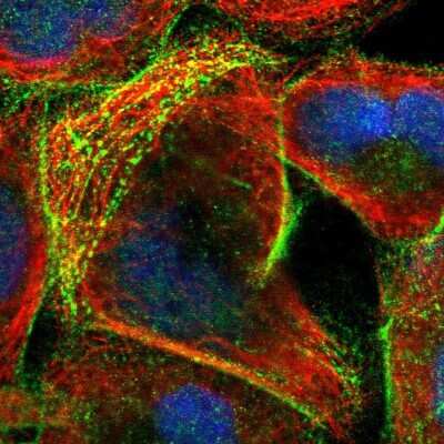 Immunocytochemistry/ Immunofluorescence SIPA1L1 Antibody - BSA Free