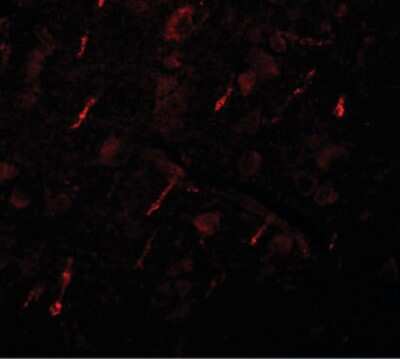 Immunofluorescence: SIPA1L2 Antibody [NBP1-72138] - Immunofluorescence of SIPA1L2 in human brain tissue with SIPA1L2 antibody at 20 ug/ml.
