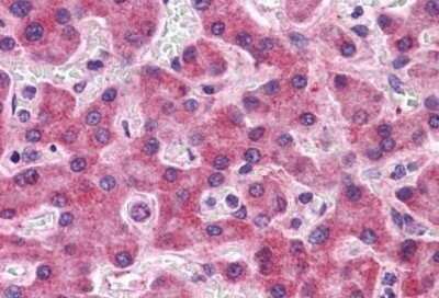Immunohistochemistry-Paraffin: SIPA1L2 Antibody [NBP1-72138] - Analysis of anti-SIPA1L2 antibody with human liver at concentration 5 ug/ml.
