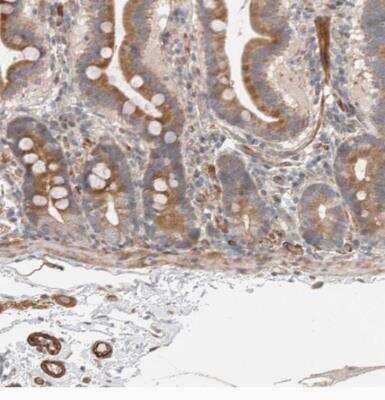 Immunohistochemistry-Paraffin: SIPA1L2 Antibody [NBP1-81412] - Staining of human duodenum shows moderate cytoplasmic positivity in glandular cells.