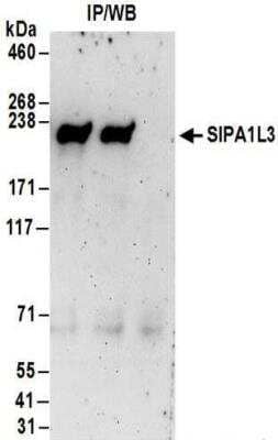 Immunoprecipitation: SIPA1L3 Antibody [NBP2-30364] - Whole cell lysate (1 mg for IP; 20% of IP loaded) from HeLa cells.