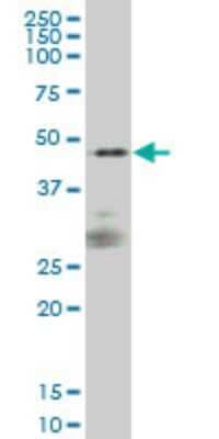 Western Blot: SIRP alpha/CD172a Antibody (1D10) [H00140885-M01] - SIRPA monoclonal antibody (M01), clone 1D10 Analysis of SIRPA expression in IMR-32.