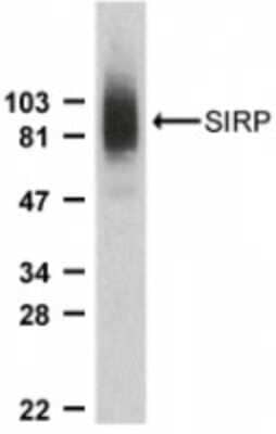 Western Blot: SIRP alpha/CD172a Antibody [NBP1-77045] - Analysis of SIRP alpha in THP-1 whole cell lysate with anti-SIRP alpha using this antibody at 1:2000 dilution.