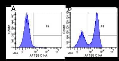 Flow Cytometry SIRP beta 1/gamma Antibody (OX117) - Chimeric - Azide and BSA Free