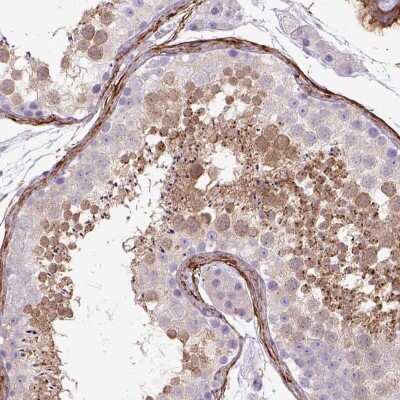 Immunohistochemistry-Paraffin SIRP delta Antibody - BSA Free