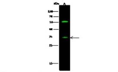 Western Blot: SIRP gamma/CD172g Antibody [NBP2-99880] - Anti-SIRP gamma/CD172g rabbit polyclonal antibody at 1:500 dilution. Lane A: 293T Membrane Lysate. Lysates/proteins at 20 ug per lane. Secondary Goat Anti-Rabbit IgG H&L (Dylight 800) at 1/10000 dilution. Developed using the Odyssey technique. Performed under reducing conditions. Predicted band size: 42 kDa. Observed band size: 33 kDa (We are unsure as to the identity of these extra bands).