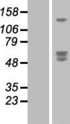 Western Blot: SIRPB1 Overexpression Lysate (Adult Normal) [NBP2-07675] Left-Empty vector transfected control cell lysate (HEK293 cell lysate); Right -Over-expression Lysate for SIRPB1.