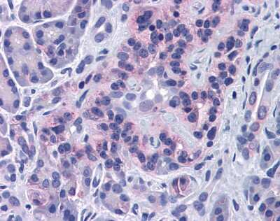 Immunohistochemistry: SIRT4 Antibody [NBP1-80002] - Staining of a pancreas crossection.