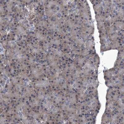 Immunohistochemistry-Paraffin: SIRT4 Antibody [NBP1-80746] - Staining of human pancreas shows low expression as expected.