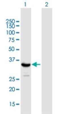 Western Blot: SIRT4 Antibody [H00023409-B01P] - Analysis of SIRT4 expression in transfected 293T cell line by SIRT4 polyclonal antibody.  Lane 1: SIRT4 transfected lysate(34.54 KDa). Lane 2: Non-transfected lysate.