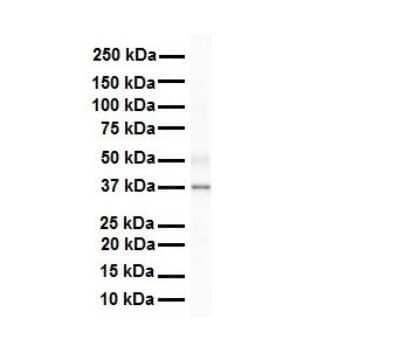 Western Blot: SIRT4 Antibody [NBP1-80002] - Antibody  Titration: 1 ug/ml Human Liver.