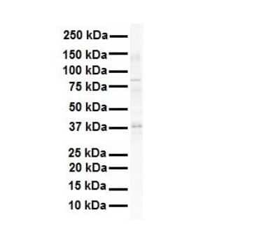 Western Blot: SIRT4 Antibody [NBP1-80002] - Antibody  Titration: 1 ug/ml Human Raji.