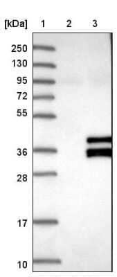 Western Blot SIRT4 Antibody