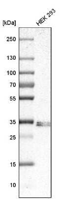 Western Blot: SIRT4 Antibody [NBP1-80747] - Analysis in human cell line HEK 293.