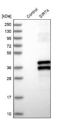 Western Blot: SIRT4 Antibody [NBP1-80747] - Analysis in control (vector only transfected HEK293T lysate) and SIRT4 over-expression lysate (Co-expressed with a C-terminal myc-DDK tag (3.1 kDa) in mammalian HEK293T cells).