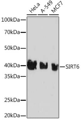 Western Blot: SIRT6 Antibody (1D0L6) [NBP3-16229] - Western blot analysis of extracts of various cell lines, using SIRT6 Rabbit mAb (NBP3-16229) at 1:1000 dilution. Secondary antibody: HRP Goat Anti-Rabbit IgG (H+L) at 1:10000 dilution. Lysates/proteins: 25ug per lane. Blocking buffer: 3% nonfat dry milk in TBST. Detection: ECL Basic Kit. Exposure time: 3min.