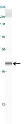 Simple Western: SIRT6 Antibody [NB100-2523] - Simple Western lane view shows a specific band for SIRT6 in 0.5 mg/ml of HeLa lysate.  This experiment was performed under reducing conditions using the 12-230 kDa separation system.