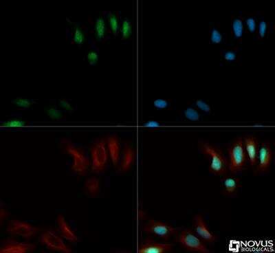 Immunocytochemistry/Immunofluorescence: SIRT7 Antibody [NB110-81746] - SIRT7 antibody was tested in U2OS cells with DyLight 488 (green). Nuclei and alpha-tubulin were counterstained with DAPI (blue) and Dylight 550 (red).
