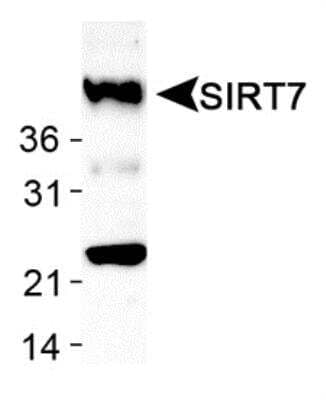 Western Blot: SIRT7 Antibody [NB110-81746] - Detection of SIRT7 in human liver lysates using NB110-81746.