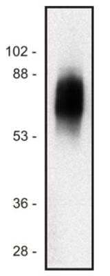 Western Blot: SIT1 Antibody (SIT-01) [NB500-486] - Analysis of human Jurkat T cell line lysate (1% laurylmaltoside); non-reduced sample, immunostained by mAb SIT-01 and goat anti-mouse IgG (H+L)-HRP conjugate.