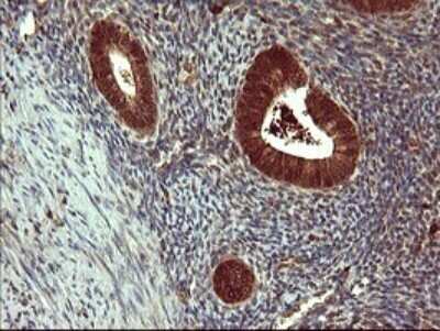 Immunohistochemistry: SIVA Antibody (OTI2F8) - Azide and BSA Free [NBP2-74208] - Analysis of Human endometrium tissue.