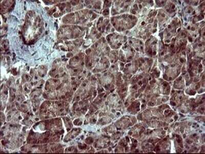 Immunohistochemistry: SIVA Antibody (OTI2F8) - Azide and BSA Free [NBP2-74208] - Analysis of Human pancreas tissue.