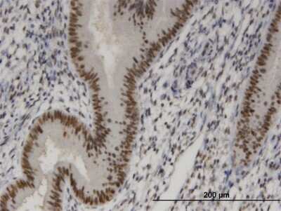 Immunohistochemistry-Paraffin: SIX homeobox 4 Antibody (3B8) [H00051804-M05] - Analysis of monoclonal antibody to SIX4 on formalin-fixed paraffin-embedded human endometrium. Antibody concentration 1.7 ug/ml