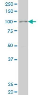 Western Blot SIX4 Antibody (3B8)