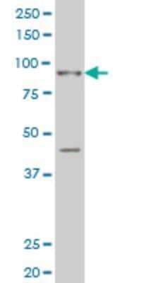 Western Blot: SIX homeobox 4 Antibody (5D4) [H00051804-M08] - Analysis of SIX4 expression in Hela S3 NE (Cat # L013V3).