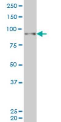 Western Blot: SIX homeobox 4 Antibody (7F1) [H00051804-M02] - SIX4 monoclonal antibody (M02), clone 7F1 Analysis of SIX4 expression in Hela S3 NE.