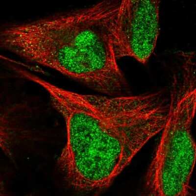 Immunocytochemistry/Immunofluorescence: SIX homeobox 4 Antibody [NBP1-90110] - Immunofluorescent staining of human cell line U-2 OS shows localization to nucleoplasm.