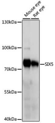 Western Blot: SIX5 Antibody [NBP2-94452] - Analysis of extracts of various cell lines, using SIX5 at 1000 dilution. Secondary antibody: HRP Goat Anti-Rabbit IgG (H+L) at 1:10000 dilution. Lysates/proteins: 25ug per lane. Blocking buffer: 3% nonfat dry milk in TBST. Detection: ECL Basic Kit . Exposure time: 1s.