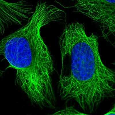 Immunocytochemistry/Immunofluorescence: SKA1 Antibody [NBP1-92391] - Staining of human cell line U-2 OS shows positivity in cytoskeleton (microtubules). Antibody staining is shown in green.
