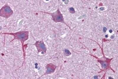 Immunohistochemistry-Paraffin: SKA1 Antibody [NBP1-72131] - Analysis of anti-SKA1 antibody with human brain, cortex at concentration 5 ug/ml.