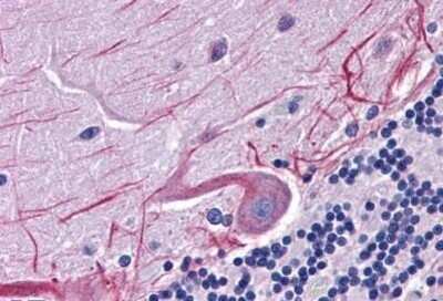 Immunohistochemistry-Paraffin: SKA1 Antibody [NBP1-72131] - Analysis of anti-SKA1 antibody with human brain, cerebellum at concentration 5 ug/ml.