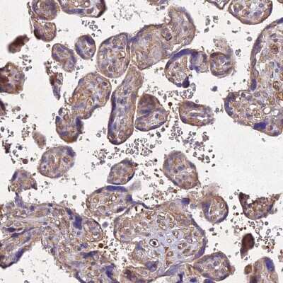 Immunohistochemistry-Paraffin: SKA1 Antibody [NBP1-92391] - Staining of human placenta shows weak cytoplasmic positivity in trophoblastic cells.