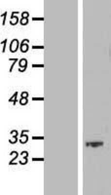 Western Blot: SKA1 Overexpression Lysate (Adult Normal) [NBP2-08576] Left-Empty vector transfected control cell lysate (HEK293 cell lysate); Right -Over-expression Lysate for SKA1.